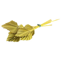 Decor Plante uscate