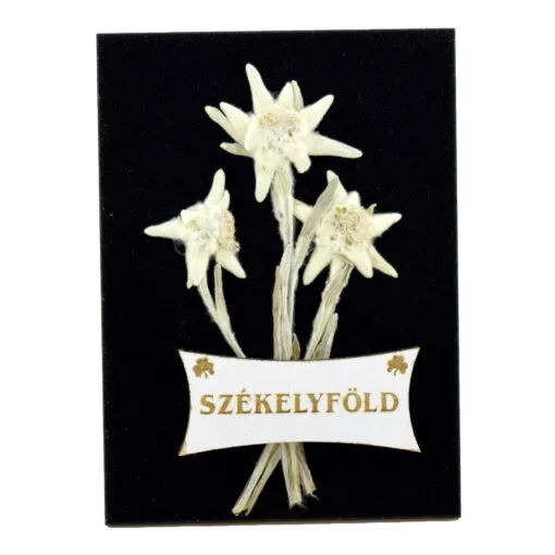 Magnet cu floare de colt si cu inscriptia: Szekelyfold (Tinutul Seciuesc)