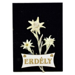 Magnet cu floare de colt si cu inscriptia: Erdely (Transilvania)