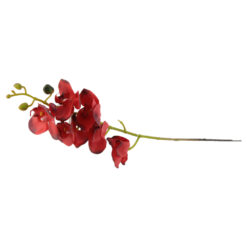 Orhidee 74 CM