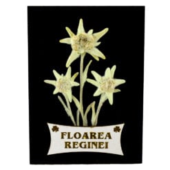 Magnet de frigider realizat din lemn si decorat cu floare naturala uscata - Floare de colt