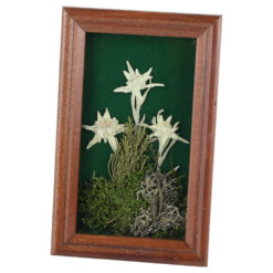 Tablou decorativ Floare de colt 12x18 CM