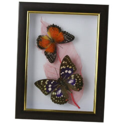 Tablou cu 2 fluturi naturali cu frunza colorata 16x21 CM