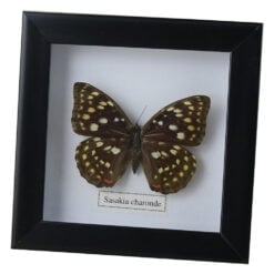 Tablou cu fluture natural 16x16 CM