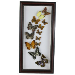 Tablou cu fluturi naturali 23x47 CM