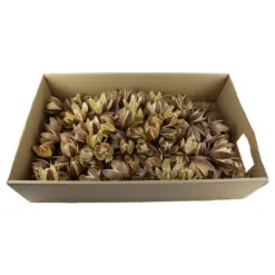 Plante uscate - Wild Lily