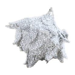 Ornament de brad 10 CM