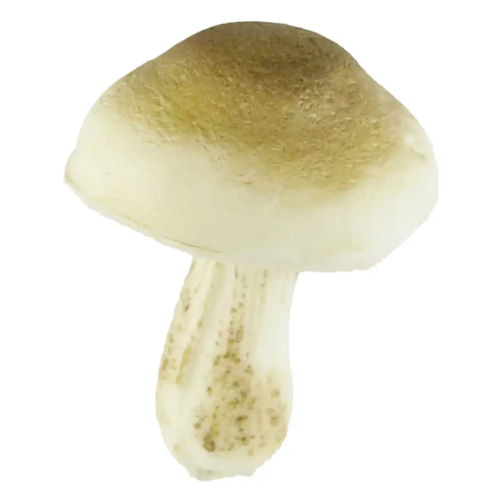 Ciuperca din spuma 5x7 CM