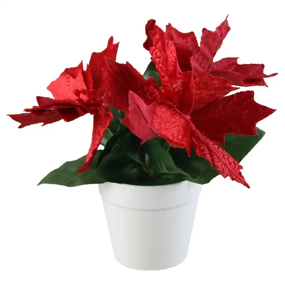 Craciunita in ghiveci 20 CM Craciunita in ghiveci 20 CM