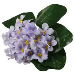 Violeta de Parma 20 CM