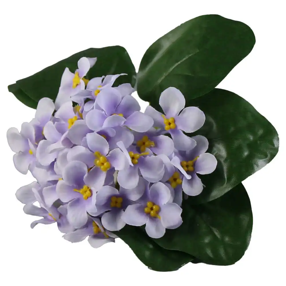 Violeta de Parma 20 CM Violeta de Parma 20 CM