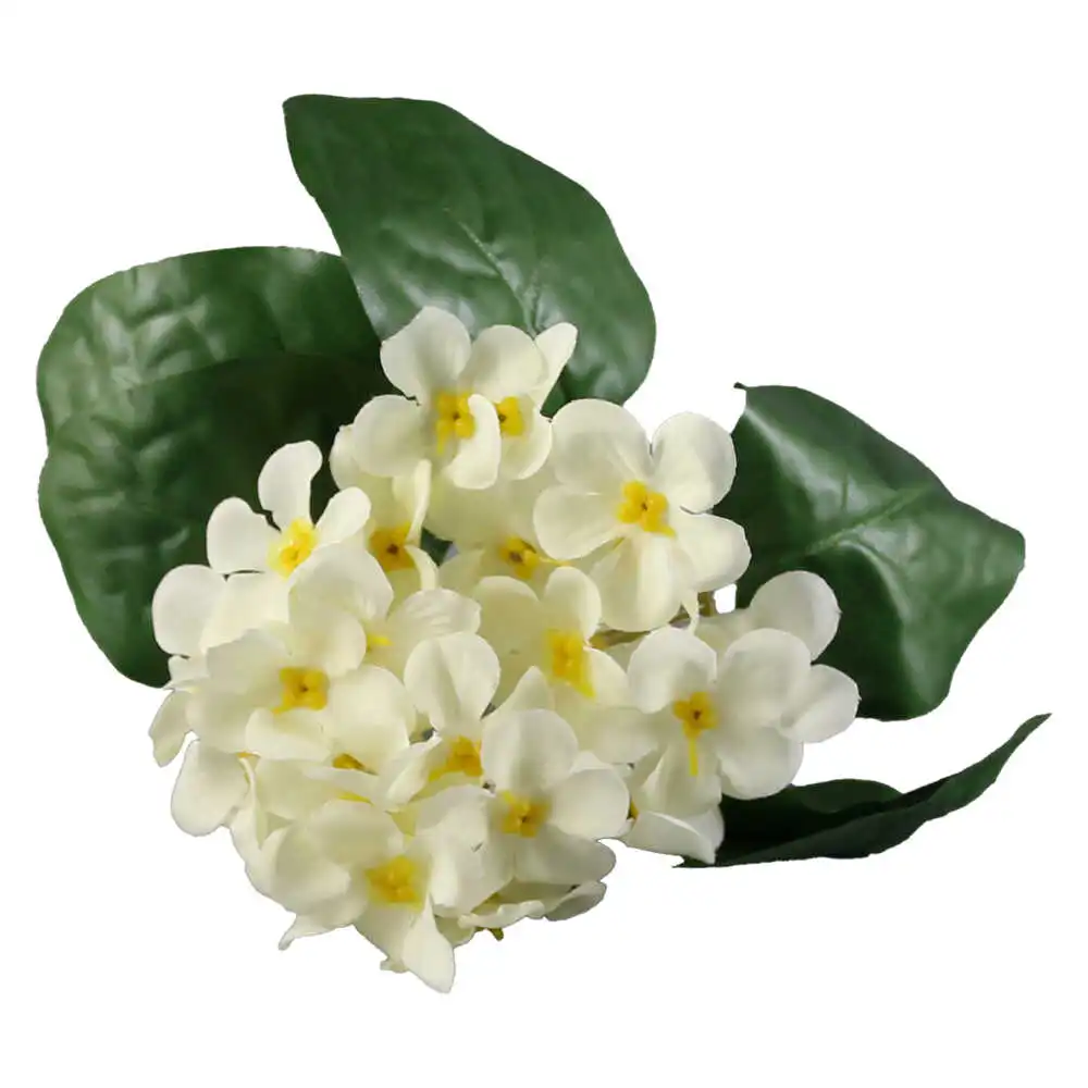 Violeta de Parma 20 CM Violeta de Parma 20 CM