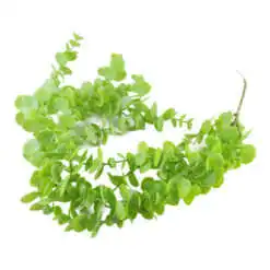 Decor ghirlanda suculent 70 CM