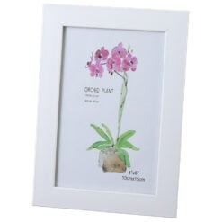 Orchid Plant