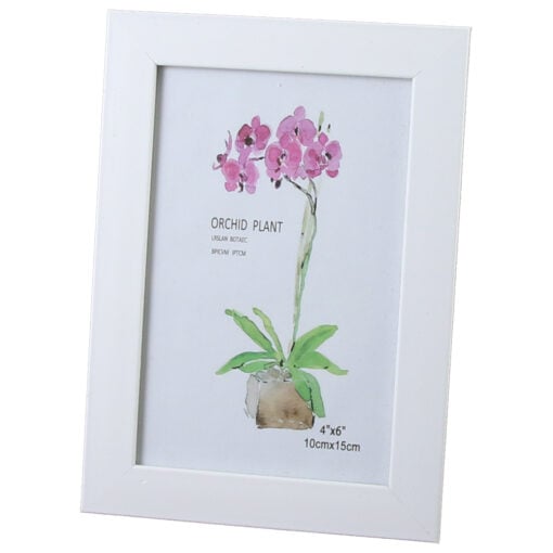 Orchid Plant
