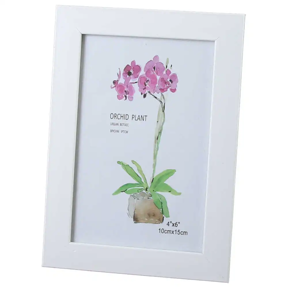 Orchid Plant Orchid Plant