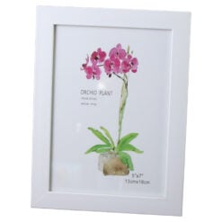 Orchid Plant