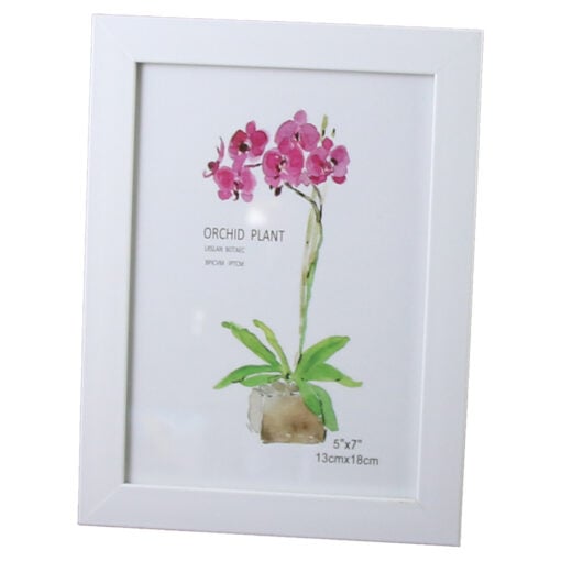 Orchid Plant