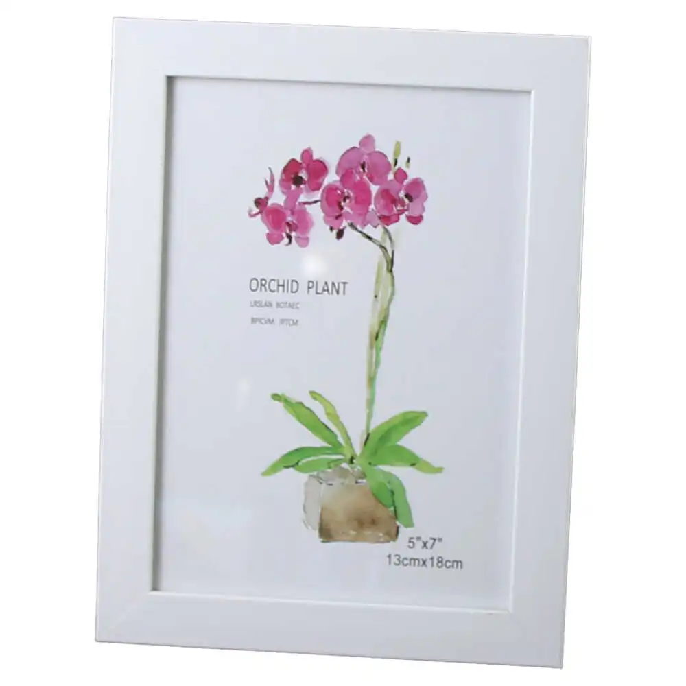 Orchid Plant