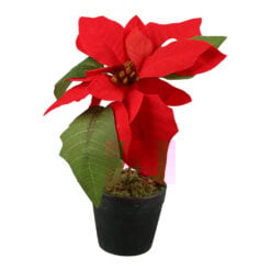 Craciunita in ghiveci 19 CM