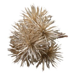 Pick decor sampanie din plastic 15 CM