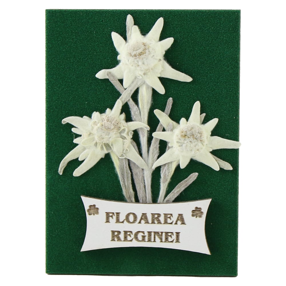 Magnet de frigider cu Floare de colt "Floarea Reginei" 6.5 x 9 cm Magnet de frigider cu Floare de colt "Floarea Reginei" 6.5 x 9 cm