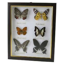 Tablou cu 6 fluturi naturali 23 x 28 cm