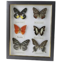 Tablou cu 6 fluturi naturali 23 x 28 cm