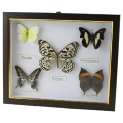 Tablou cu 5 fluturi naturali 28 x 23 cm