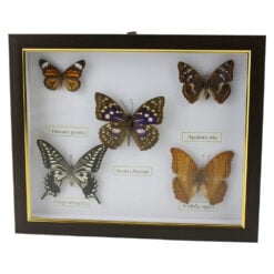 Tablou cu 5 fluturi naturali 28 x 23 cm