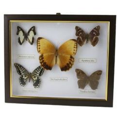 Tablou cu 5 fluturi naturali 28 x 23 cm