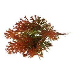 Pick decorativ de toamna 15 cm